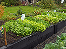 Raised Vegetable Beds