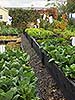 Raised Vegetable Beds