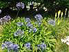 Grown with our Organic Compost